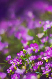 Nature Purple Flower Field Garden Bokeh View Iphone 4s Wallpaper Download Iphon Flower Iphone Wallpaper Purple Flowers Wallpaper Beautiful Flowers Wallpapers