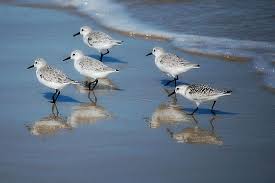 A Walk On The Beach By Sandy Woolard Pretty Animals Beach Scenes Beach Walk