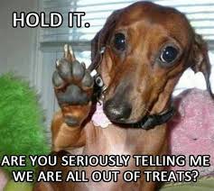 Wiener Dog Memes