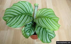 It S A Calathea Orbifolia Here Is The Care Guide Calathea Orbifolia Plant Care Houseplant Calathea
