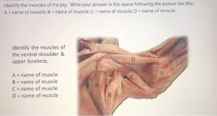 They include the triceps, biceps and deltoid muscles. Solved Identify The Muscles Of The Pig Write Your Answer Chegg Com