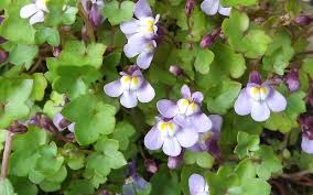 Image result for Cymbalaria