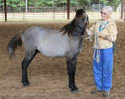Young Cayuse Indian Pony Horses Indian Horses Mustang Breed