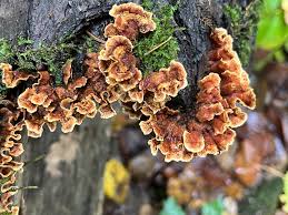 Image result for Craterostigma hirsutum