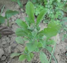 Image result for Gnaphalium