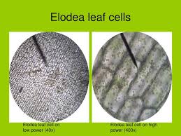 Check spelling or type a new query. Ppt Comparing Animal And Plant Cell Microscope Lab Powerpoint Presentation Id 842712