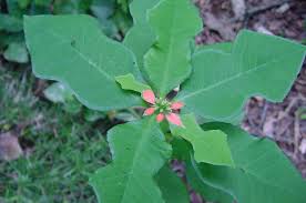 Image result for Euphorbia heterophylla