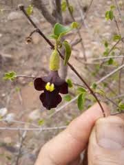 Image result for Tinnea rhodesiana