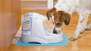 Maybe you would like to learn more about one of these? Black Friday 2020 The Best Petsmart Petco And Chewy Deals Right Now