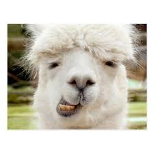 Alpaca Funny Face Postcard Zazzle Com Alpaca Funny Alpaca Pictures Alpaca
