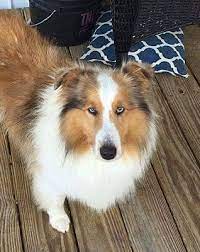 Browse thru our id verified puppy for sale listings to find your perfect puppy in your area. Cincinnati Oh Sheltie Shetland Sheepdog Meet Blue Eyes A Pet For Adoption