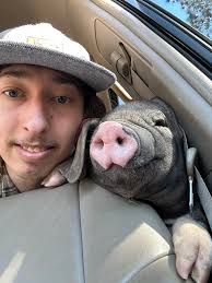 Rowel's Pig Business and Cute Pig Babies