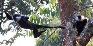 Image result for Oldenlandia angolensis