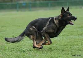 German Shepherd In 2020 Sable German Shepherd Black German Shepherd Dog German Shepherd Dogs