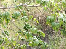 Image result for Habenaria huillensis