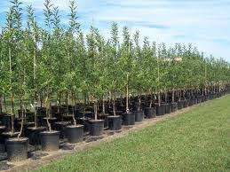 Fruit trees are planted on special fruit tree patches; Fruit Tree Nurseries In Ontario Fruit Tree Nursery Grafting Fruit Trees Tree Farms
