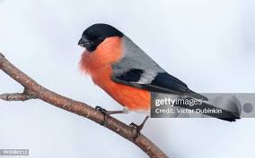 1,139 Bill Collar Stock Photos, High-Res Pictures, and Images