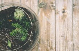 Terrariums are often kept as decorative or ornamental items. Diy A Beginner S Guide To Creating Your Own Terrarium