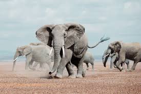 There are several colonies of elephant seals near palmer station. Elephant Baby Boom Drop In Ivory Poaching In Kenya S Amboseli National Park Offer Hope For The Future South China Morning Post