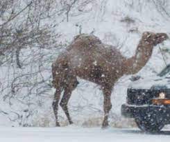 Have you ever fell off your bicycle? A Camel Showed Up In Pennsylvania S Snowstorm Phillyvoice
