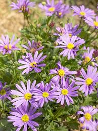 Image result for Brachycome mossambicensis