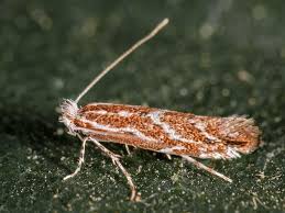 Image result for Phyllonorycter leucographellus