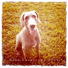 It is very difficult to lose a beloved pet. Paws Into Grace Home Facebook