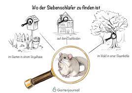 Unsere speisekammer ist selten bedroht. Siebenschlafer Merkmale Besonderheiten Futter Bilder Und Mehr