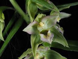 Image result for Epipactis africana