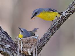 Image result for Ruspolia australis