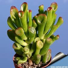 Image result for Crassula globularioides