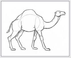 Denim & more fashion design webshop: Wie Man Ein Kamel Schrittweise Mit Einem Bleistift Zeichnet Wie Man Zeichnet