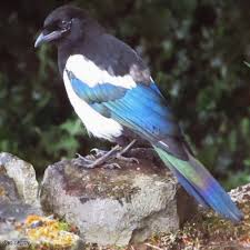 Sam Cassidy On Birds Beautiful Birds Bird Feathers