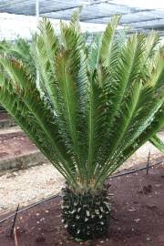 Image result for Cyathula natalensis