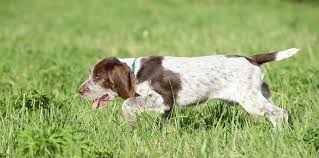 Image result for italský krátkosrstý ohař