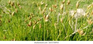 Image result for Fimbristylis complanata