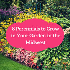 8 Perennials To Grow In Your Garden In The Midwest Low Maintenance Landscaping Front Yard Low Maintenance Landscaping Shade Plants