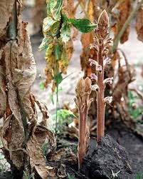 Image result for Orobanche minor
