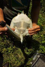 Researchers Are Using Vibrators to Give Turtles Boners