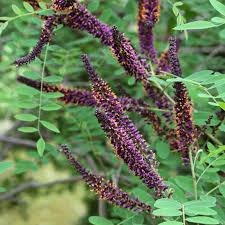 Image result for Indigofera simplicifolia
