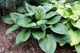 Check spelling or type a new query. Zielono Zakreceni Funkia Hosta Second Wind 1 1