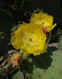 • how did they make their structure? Cactus Wikiwand