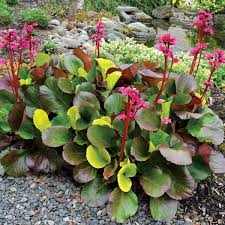 Image result for Bergia salaria