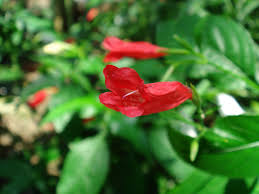 Image result for Ruellia brevifolia