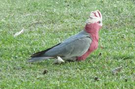 Australian Rainforest Birds Pictures Just For Sharing Rainforest Birds Australian Native Birds Bird Pictures