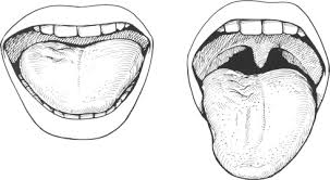 Hypoglossal Nerve An Overview Sciencedirect Topics
