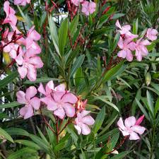 Verwenden sie vorgewärmtes wasser und gießen sie nicht von oben, sondern füllen sie nur im untersetzer nach. Nerium Oleander