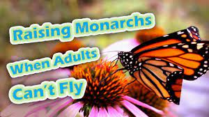 Butterflies will not eat the first day but after that you need to feed them (see instructions below.) butterflies eat by unrolling their proboscis (like a after observing your butterflies for a few days we recommend that you release them into their natural environment. Raising Monarchs When Adults Can T Fly Help The Monarch Butterfly Youtube