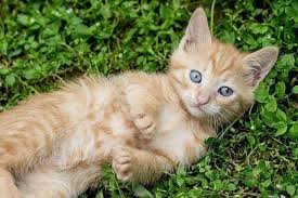 They have a tendency to develop black freckles. Orange Tabby Cats Facts Personality And Genetics