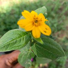 Image result for Aspilia africana